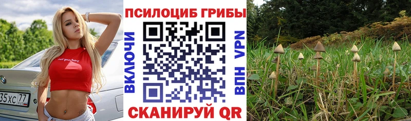 Псилоцибиновые грибы Cubensis  хочу   MEGA рабочий сайт  Заозёрск 
